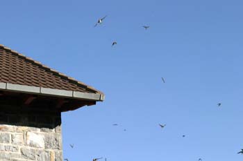 Avión común (Delichon urbica)