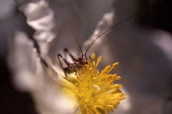 Grillo de matorral (Tettigoniidae fam.)