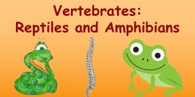 Game: vertebrates - reptile or amphibian?