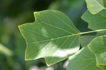 árbol de los tulipanes (Liriodendron tulipifera)