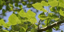 Chopo temblón - Hojas (Populus tremula)