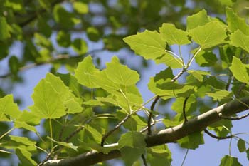 Chopo temblón - Hojas (Populus tremula)