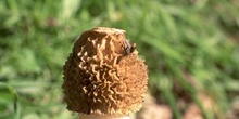 Seta Falo (Phallus impudicus)