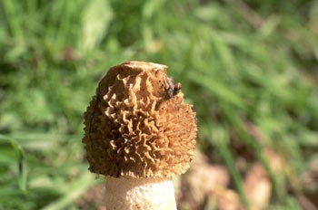 Seta Falo (Phallus impudicus)