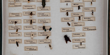IES_CARDENALCISNEROS_Insectos_040
