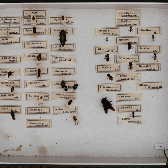 IES_CARDENALCISNEROS_Insectos_040