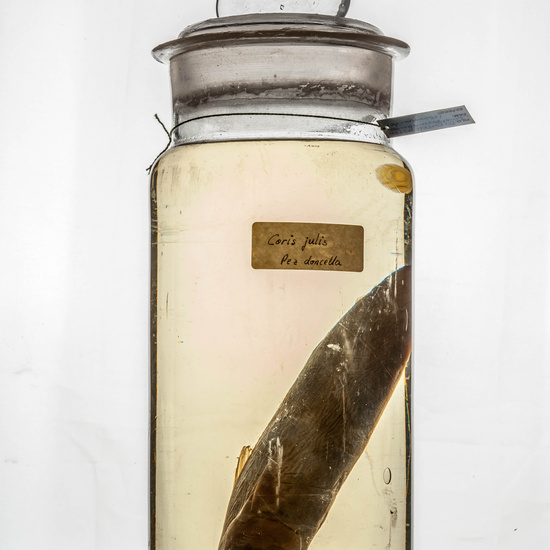 IES_CARDENALCISNEROS_CIENCIASNATURALES_329