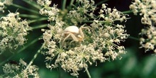 Araña cangrejo (Misumena vatia)