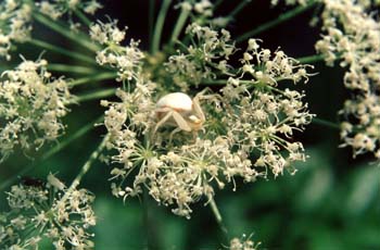 Araña cangrejo (Misumena vatia)