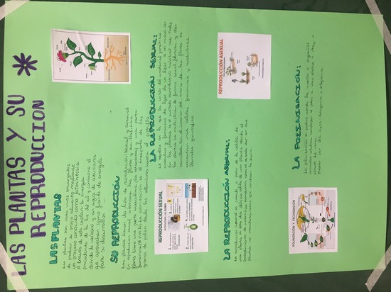 LAS PLANTAS Y SU REPRODUCCIÓN