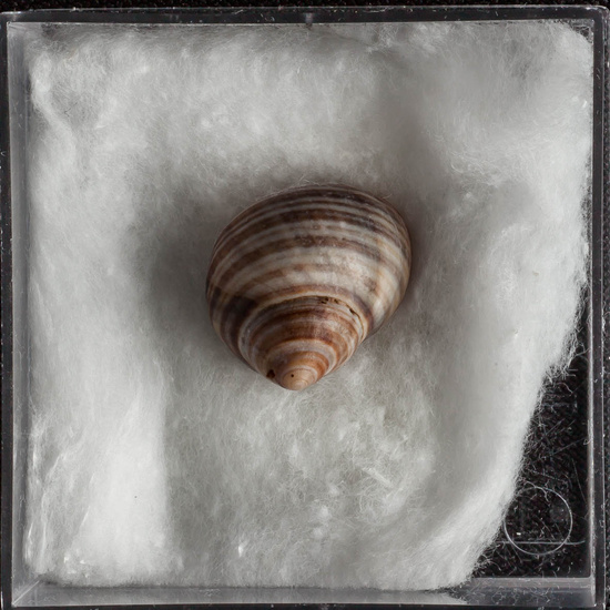 IES_ISABELLACATOLICA_BIOLOGIA_289