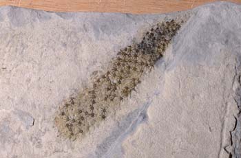 Chancelloria penctata (Esponja) Cámbrico