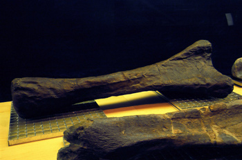 Brachiosaurus (Dinosauria, Sauropoda), Museo del Jurásico de Ast