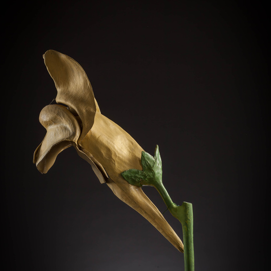 IES_CARDENALCISNEROS_BOTANICA_III_MODELOS_047