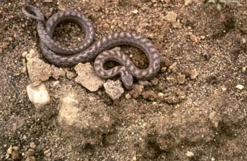 Culebra lisa meridional (Coronella girondica)