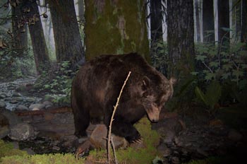 Real Museo de la Columbia Británica, Victoria