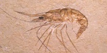 Macrodenaeus sp. (Crustáceo) Cretácico