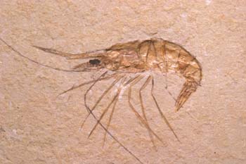 Macrodenaeus sp. (Crustáceo) Cretácico