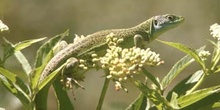 Lagarto verde (Lacerta bilineata)