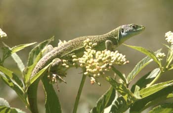 Lagarto verde (Lacerta bilineata)