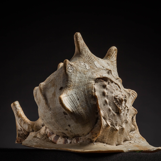 IES_CARDENALCISNEROS_CONCHAS_037