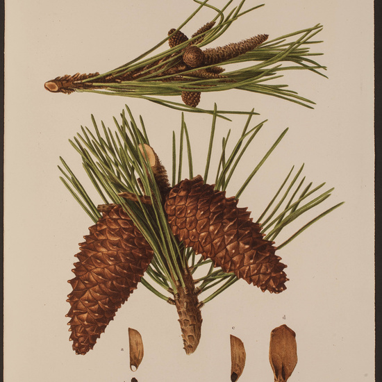 IES_CARDENALCISNEROS_HERBARIO_054