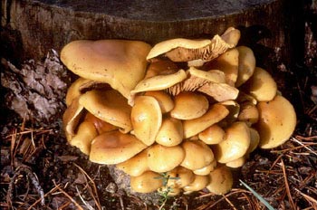 Hypholoma sp.
