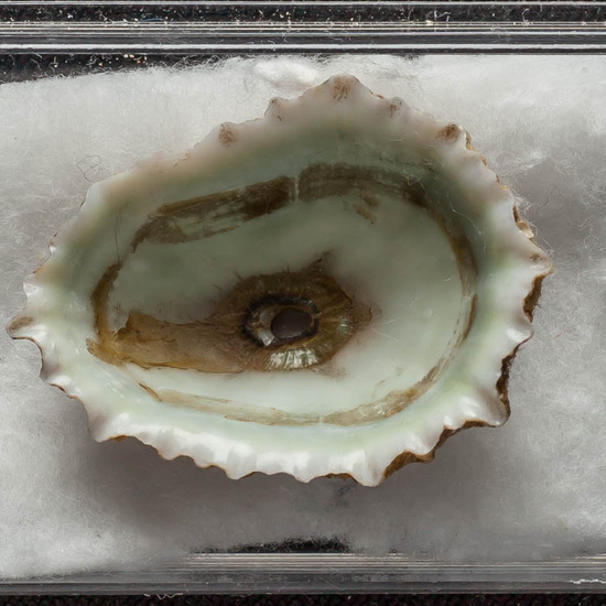 IES_ISABELLACATOLICA_BIOLOGIA_363