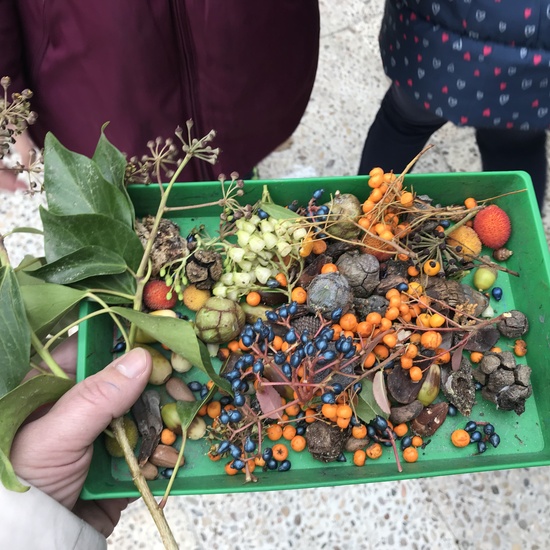 2018_12_05_1º Y 2º TRABAJAN LA BIODIVERSIDAD_PROYECTO THE GREAT PLANT HUNT_CEIP FDLR_Las Rozas 9
