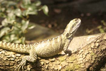 Agama (Agama sp.)