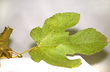 Hoja de higuera