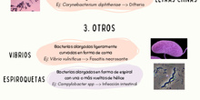 Infografía agrupamientos bacterianos - Tarea 5
