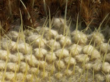 Echicocactus grusonii