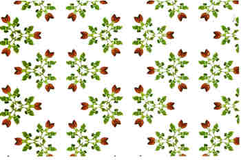 Seriación hexagonal