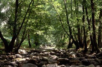 Aliso - Bosque (Alnus glutinosa)