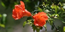 Granado - Flor (Punica granatum)