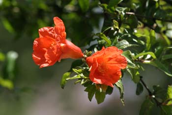 Granado - Flor (Punica granatum)