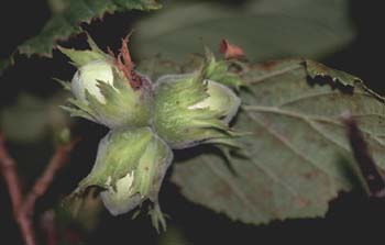 Avellano - Fruto (Corylus avellana)