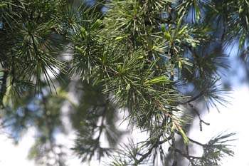 Cedro llorón - Hojas (Cedrus deodara)