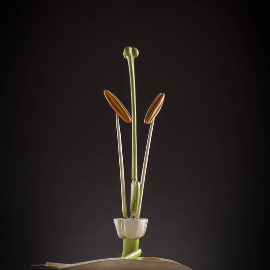 IES_CARDENALCISNEROS_BOTANICA_III_MODELOS_069