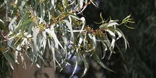 Eucalipto colorado - Hoja (Eucalyptus camaldulensis)