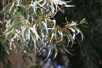 Eucalipto colorado - Hoja (Eucalyptus camaldulensis)