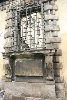 Perro en una ventana, Lucca