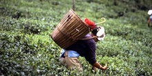 Mujer recogiendo la hoja en una plantación de té, Dajeerling, In