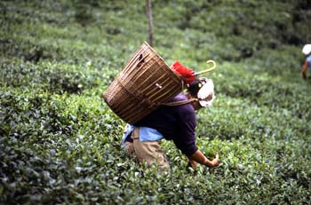 Mujer recogiendo la hoja en una plantación de té, Dajeerling, In