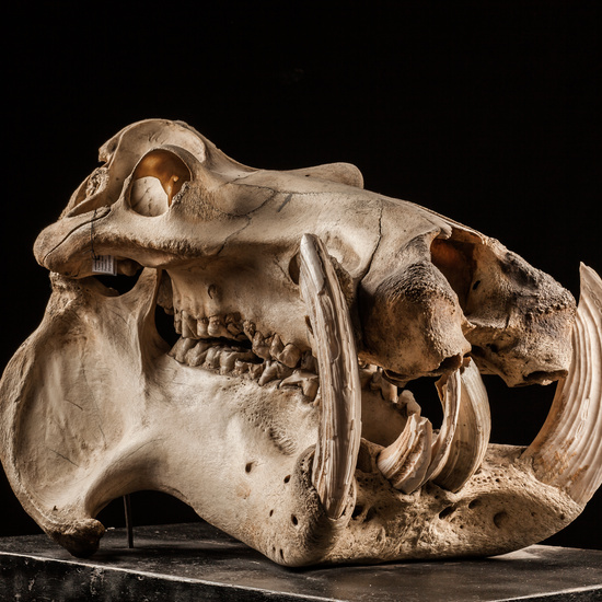 IES_CERVANTES_BIOLOGIA_067