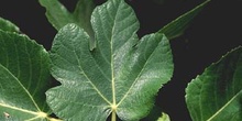 Higuera - Hojas (Ficus carica)