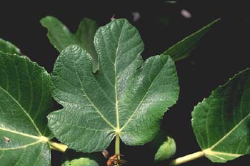 Higuera - Hojas (Ficus carica)