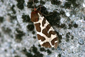 Polilla gitana (Arctia caja)