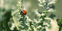 Mariquita (Coccinela septempunctata)